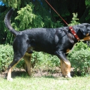 Greater Swiss Mountain Dog